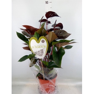 Anthurium andr. 'Beauty Black'