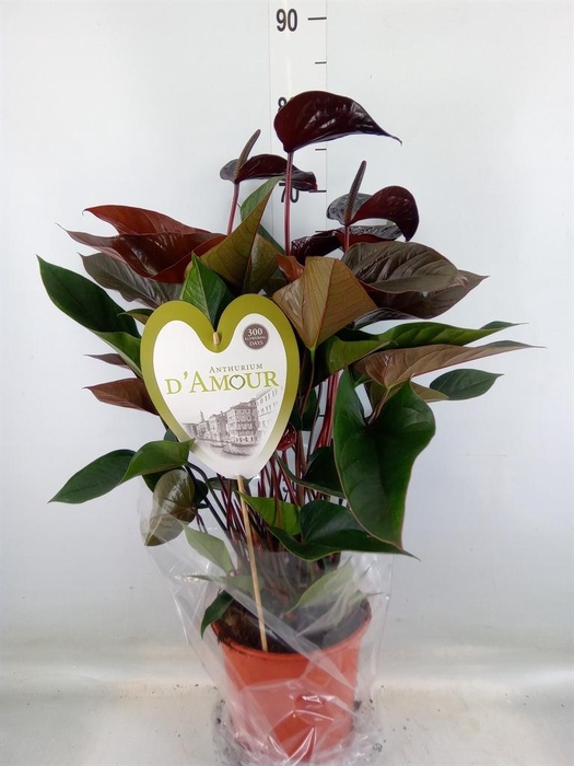 <h4>Anthurium andr. 'Beauty Black'</h4>