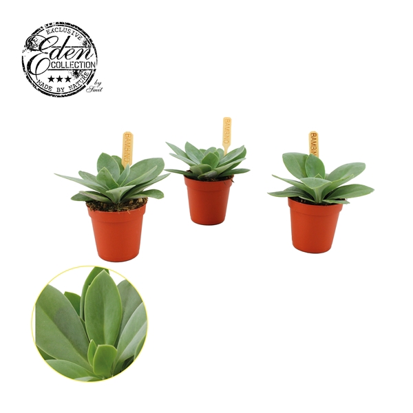 <h4>Senecio Mountain Fire Bambino</h4>