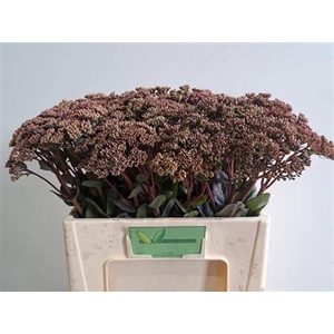 Sedum Matrona