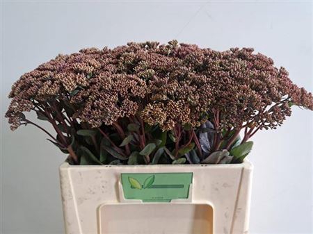 <h4>Sedum Matrona</h4>