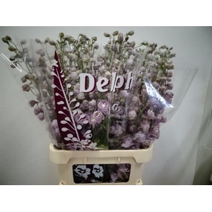 DELPH DU DEW FLAMING