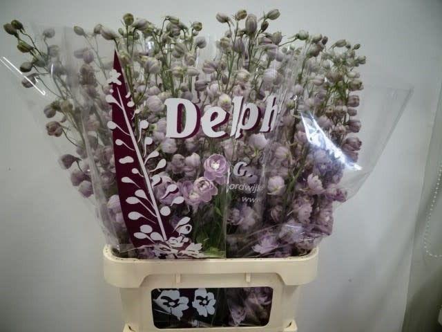 <h4>DELPH DU DEW FLAMING</h4>