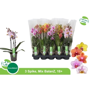 PHAL GEM
