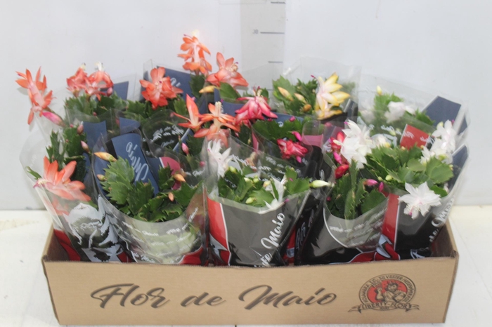 <h4>FLOR DE MAIO P11</h4>