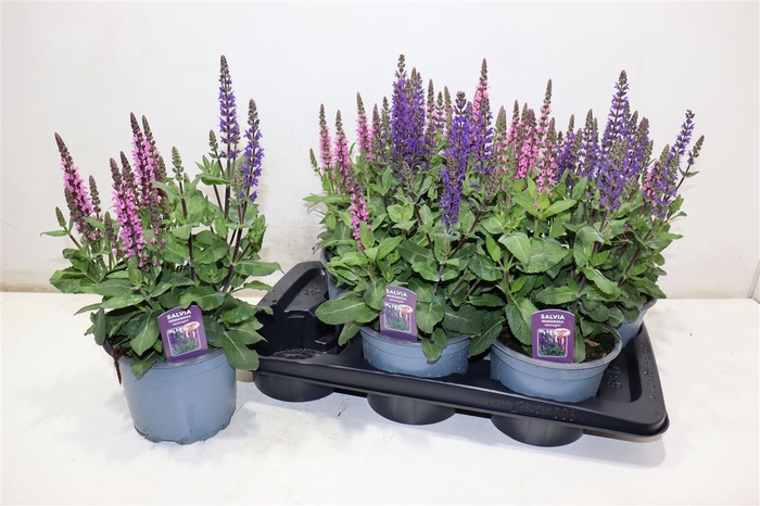 <h4>Salvia Ne Midnigh Rs Mix In Pot</h4>