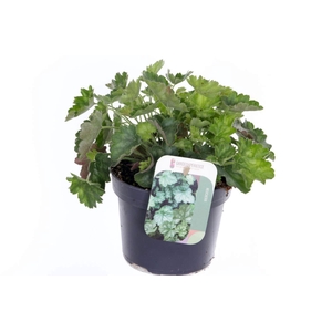 Heuchera sang. Ruby Bells