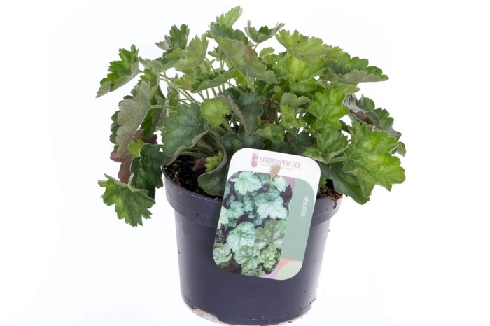 <h4>Heuchera sang. Ruby Bells</h4>