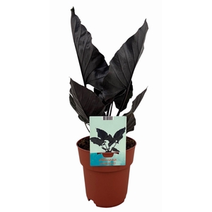 Alocasia Antoro Velvet