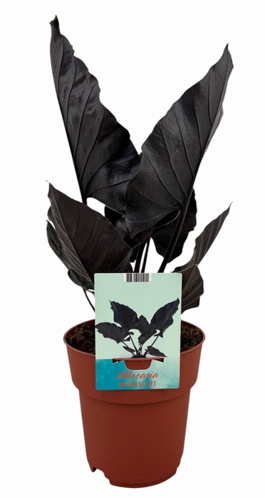 <h4>Alocasia Antoro Velvet</h4>