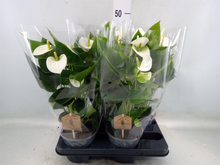 <h4>Anthurium andr. 'Cocos'</h4>