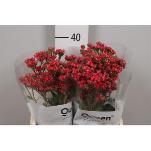 Kal Prett Red Meadow