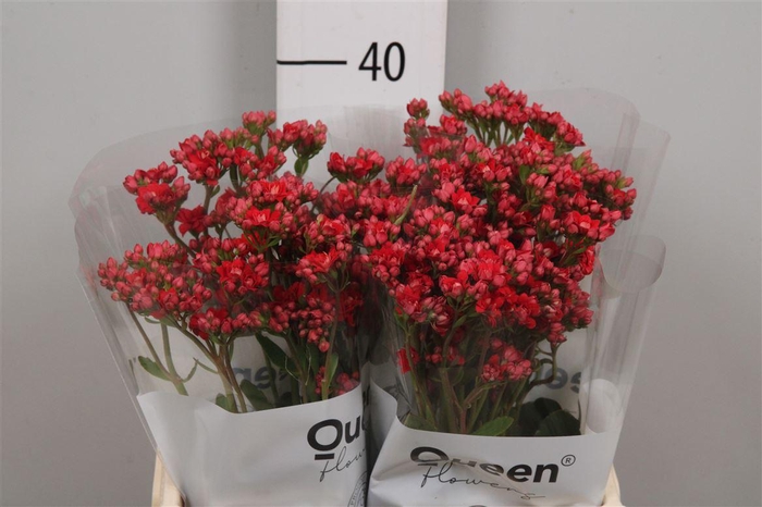 <h4>Kal Pretty Red Meadow</h4>