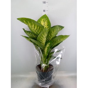 Dieffenbachia seg. 'Reeva'