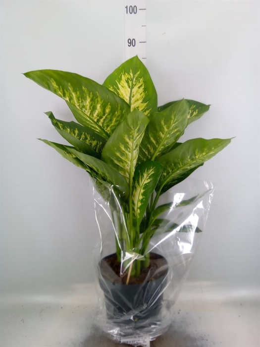 <h4>Dieffenbachia seg. 'Reeva'</h4>