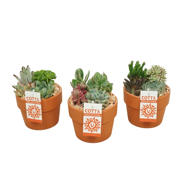 <h4>Succ Gemengd Keramiek Terracotta</h4>