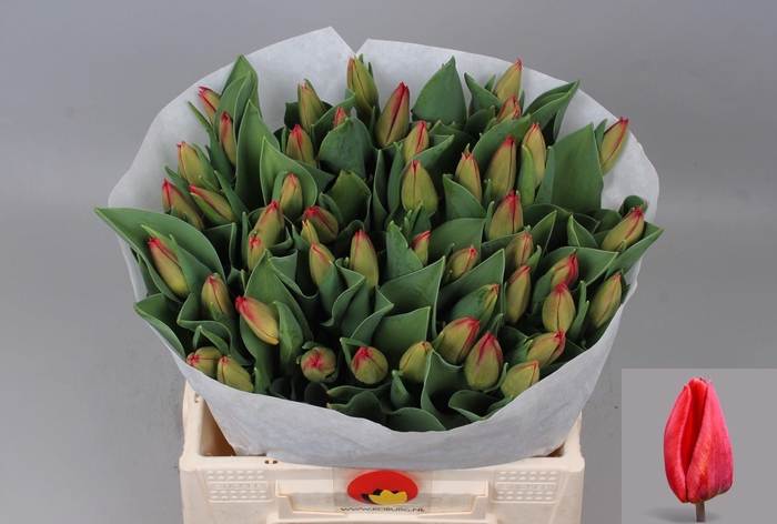 <h4>TU EN LOVEFLIGHT</h4>