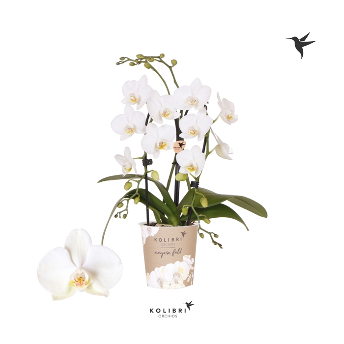 <h4>Kolibri Orchids Cascade Niagara Fall white 2 spike</h4>
