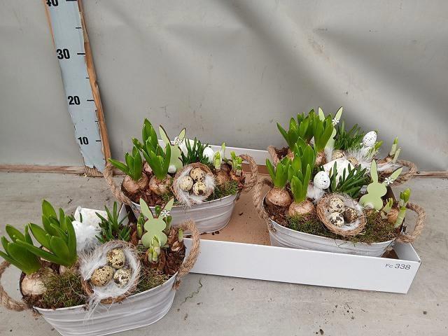 <h4>ARR BOL KNOLGEWAS</h4>