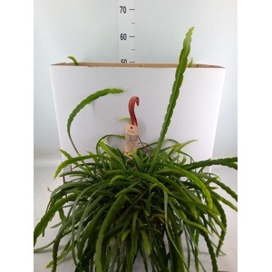 Lepismium bolivianum