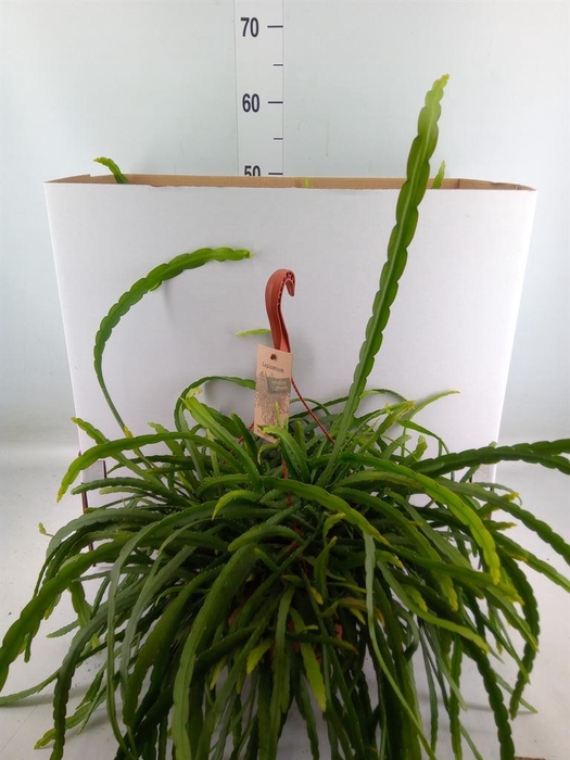 <h4>Lepismium bolivianum</h4>