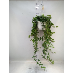 Hedera helix 'Wonder'