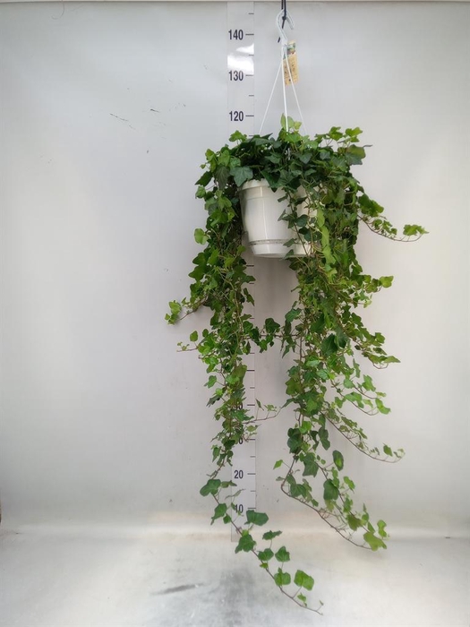 <h4>Hedera helix 'Wonder'</h4>