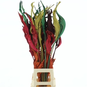 Dried Strelitzia Leafs Klb Mix