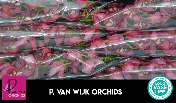 <h4>CYMB T RED DREAM</h4>