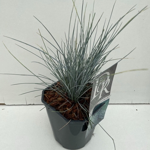 Festuca glauca