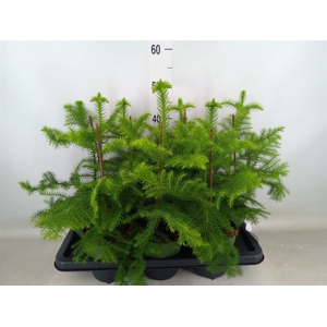 Araucaria heterophylla
