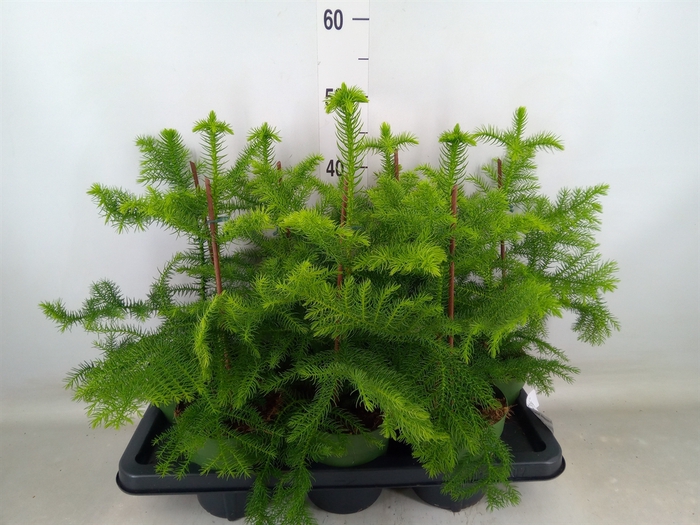 <h4>Araucaria heterophylla</h4>