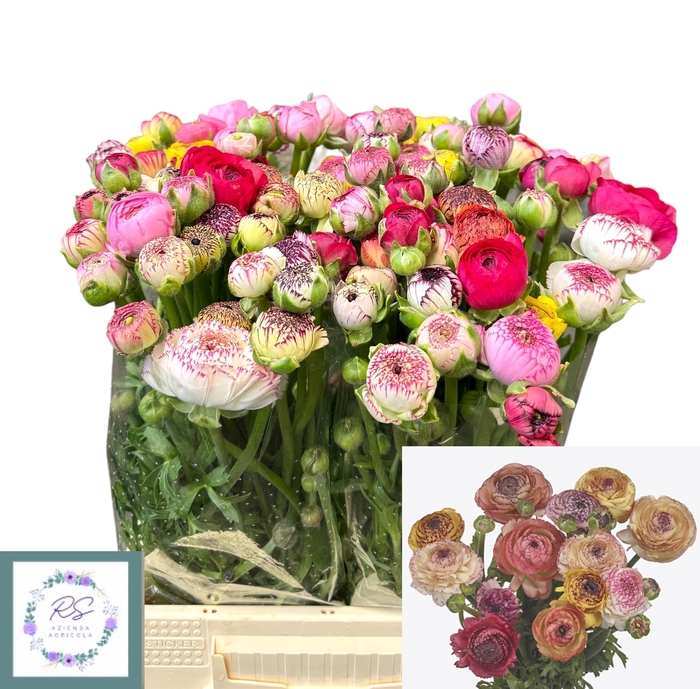 <h4>RAN EL PA ST GEM BS</h4>