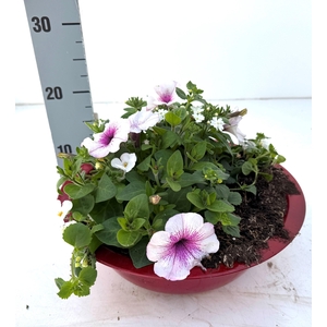 PERKPL GEM IN POT