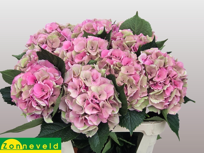 <h4>HYDR M ROYAL LOVE CL</h4>