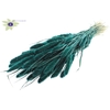 Setaria per bunch Turquoise