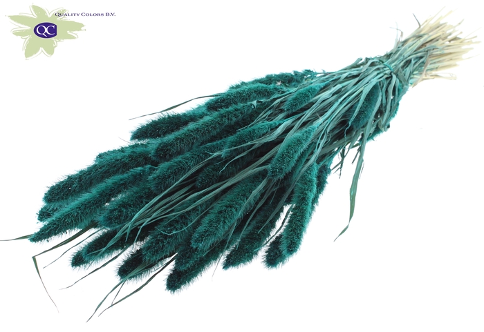 Setaria per bunch Turquoise