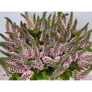 Lysimachia G Sweet Rose