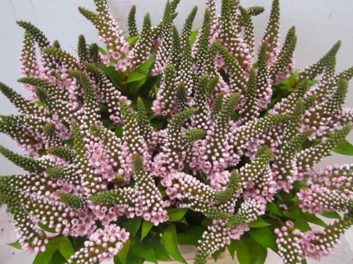 <h4>Lysimachia G Sweet Rose</h4>