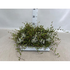 Leucophyta brownii