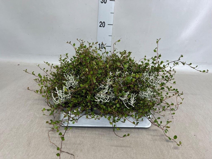 <h4>Leucophyta brownii</h4>