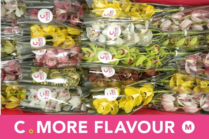 <h4>CYMB MI GEM</h4>