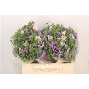 Anem Mistral Azzuro Blue X25