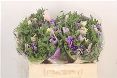 <h4>Anem Mistral Azzuro Blue X25</h4>