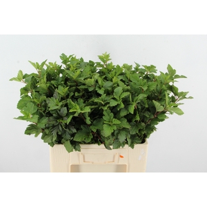 PHYSOCARPUSBLAD GROEN