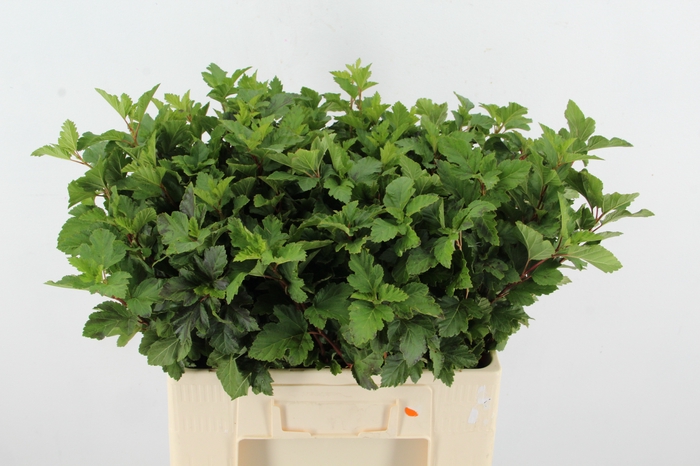 <h4>PHYSOCARPUSBLAD GROEN</h4>