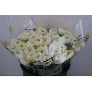 Ran Cloni Sup Cream Succes