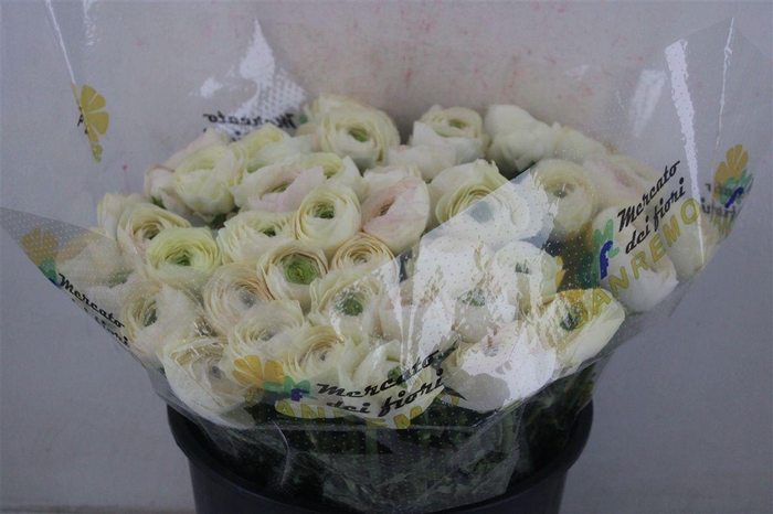 <h4>Ran Cloni Sup Cream Succes</h4>