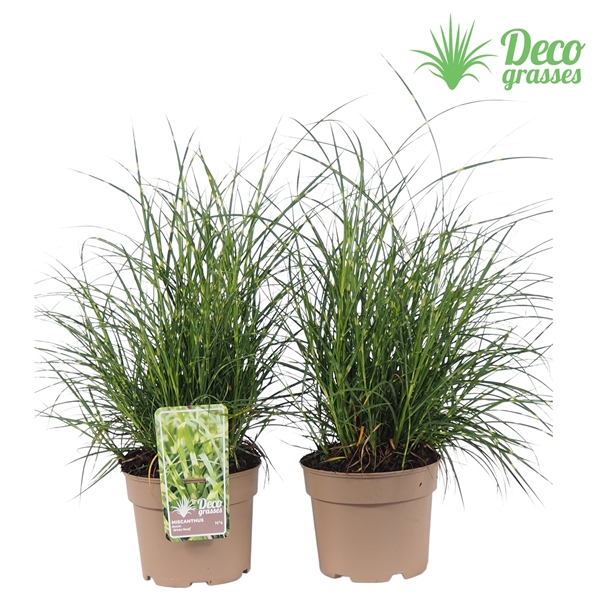 <h4>Miscanthus sinensis 'Strictus Dwarf'</h4>