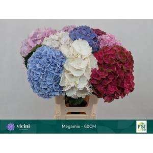 Hydrangea mix in bucket